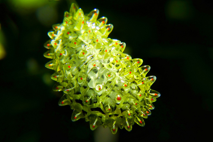 Что ты такое? ТОП-5 самых парадоксальных форм жизни планеты Земля. Выпуск 1 Животные, Дикая природа, Редкий вид, Длиннопост Что ты такое? ТОП-5 самых парадоксальных форм жизни планеты Земля. Выпуск 1 Животные, Дикая природа, Редкий вид, Длиннопост