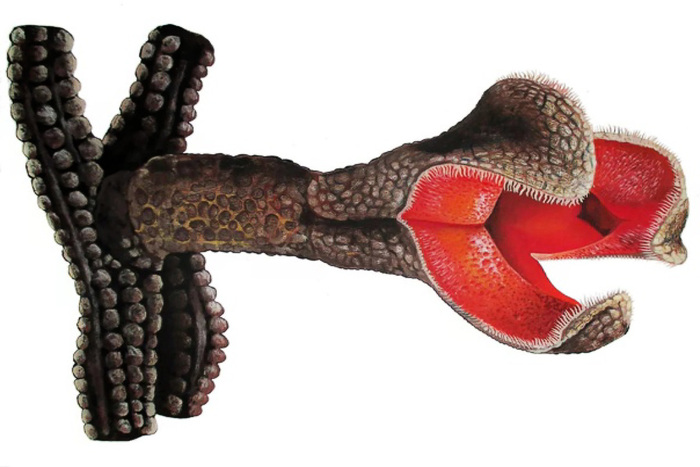 Что ты такое? ТОП-5 самых парадоксальных форм жизни планеты Земля. Выпуск 1 Животные, Дикая природа, Редкий вид, Длиннопост Что ты такое? ТОП-5 самых парадоксальных форм жизни планеты Земля. Выпуск 1 Животные, Дикая природа, Редкий вид, Длиннопост