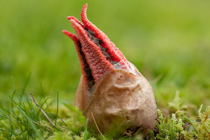 Что ты такое? ТОП-5 самых парадоксальных форм жизни планеты Земля. Выпуск 1 Животные, Дикая природа, Редкий вид, Длиннопост Что ты такое? ТОП-5 самых парадоксальных форм жизни планеты Земля. Выпуск 1 Животные, Дикая природа, Редкий вид, Длиннопост