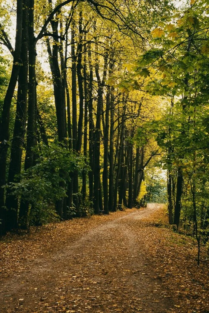 Autumn - My, Autumn, The photo, Photographer, Nature, The park, Track