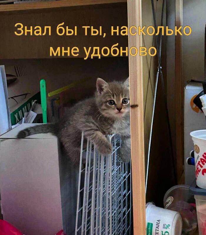 !   , , , , ,  , Telegram ()