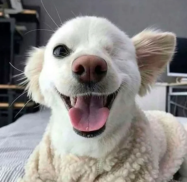 You don't have to be perfect to be beautiful and funny - Dog, One eyed, beauty, Joy, Smile