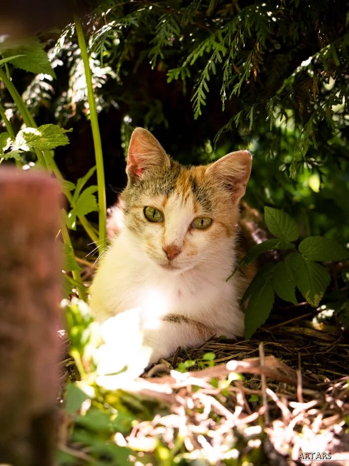 Tricolor cat - My, The photo, Planet Earth, Animals, Photographer, cat, beauty, Beautiful view, Peace, Tricolor cat