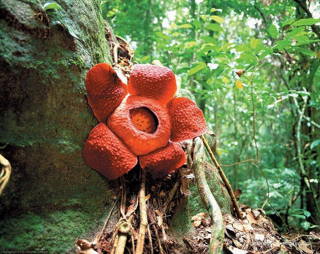 Rafflesia - My, Plants, Botany, Entertaining botany, Bloom, Flowers, VKontakte (link), Longpost