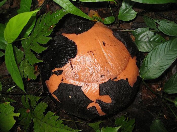 Бутон раффлезии Арнольда. Фото с сайта <!--noindex--><a href="https://pikabu.ru/story/raffleziya_11899047?u=http%3A%2F%2Ffishki.net&t=fishki.net&h=f3172405b8048ab2bb9cd0f996822a4b5d1827ff" title="http://fishki.net" target="_blank" rel="nofollow noopener">fishki.net</a><!--/noindex-->.