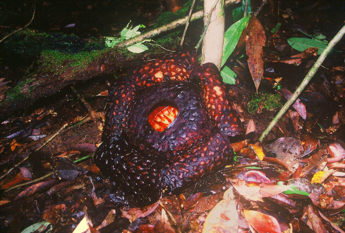 Плод раффлезии Арнольда в тропическом лесу. Фото с сайта <!--noindex--><a href="https://pikabu.ru/story/raffleziya_11899047?u=http%3A%2F%2Ffotoxcom.ru&t=fotoxcom.ru&h=6fbddda3e32b42fe42651c9e40cab38a336c7ca1" title="http://fotoxcom.ru" target="_blank" rel="nofollow noopener">fotoxcom.ru</a><!--/noindex-->.