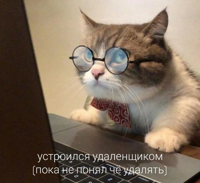 Meme - Memes, Pestilence, cat, Remote work, Picture with text