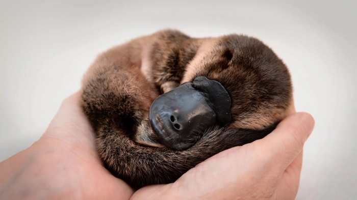 Ученые создали мультирецепторную кожу для роботов которая распознает объекты на расстоянии