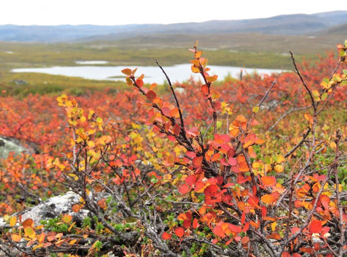     , .    <!--noindex--><a href="https://pikabu.ru/story/bereza_karlikovaya_11900926?u=http%3A%2F%2Fflickr.com&t=flickr.com&h=00f33e3721471ba29e2ca96a4c409fec5ea4b238" title="http://flickr.com" target="_blank" rel="nofollow noopener">flickr.com</a><!--/noindex-->.