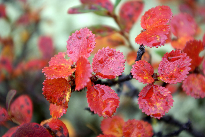      . .  .    <!--noindex--><a href="https://pikabu.ru/story/bereza_karlikovaya_11900926?u=http%3A%2F%2Fplantarium.ru&t=plantarium.ru&h=a99e55320aea562513d8f75971d3e7338d0dbe18" title="http://plantarium.ru" target="_blank" rel="nofollow noopener">plantarium.ru</a><!--/noindex-->.