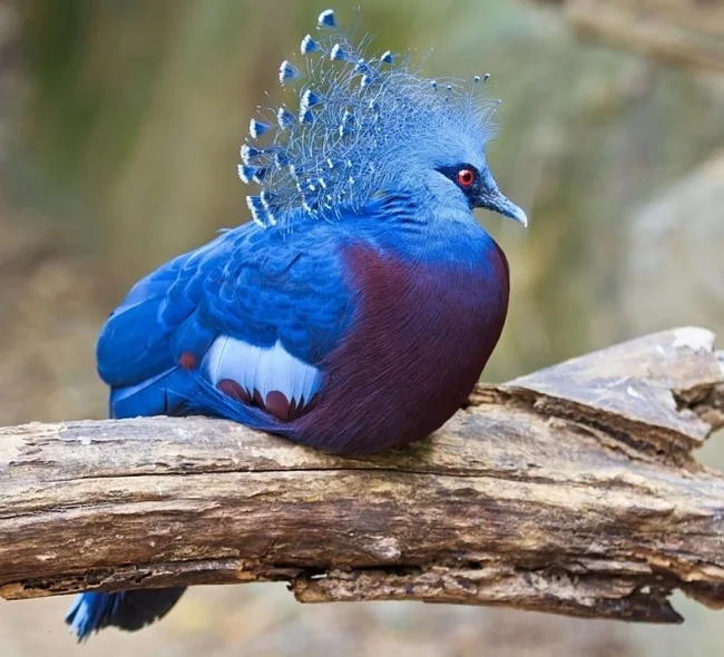 Crowned Pigeon - Animals, Amazing, Crowned pigeon, Birds