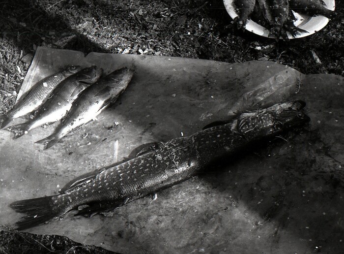      ,             -      .