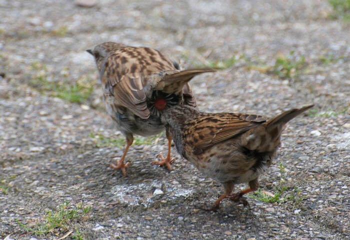 In the bird world, there is a fascinating strategy known as cloacal pecking. - Biology, The science, Cloaca, Sex, Evolution, Research, Nauchpop, Birds, Ornithology, Sperm, Telegram (link)