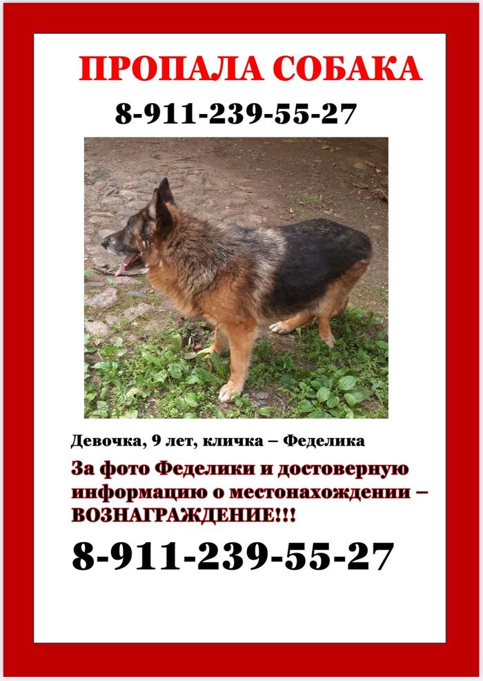 Служебные собаки и их нелегкие судьбы. Овчарка Феделика