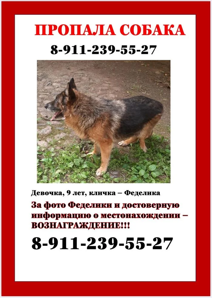 Service dogs and their difficult fates. Shepherd dog Fedelika - My, Lost, Saint Petersburg, Sheepdog, German Shepherd, Service dogs, Animal Rescue, Help, Betrayal, Service, Army, Good league, The rescue, Homeless animals, Veterinary, Volunteering, Charity, Longpost, Animals, Pets, Kindness