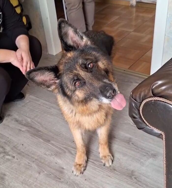 Служебные собаки и их нелегкие судьбы. Овчарка Феделика