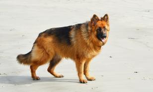 Reply to the post Cookies come in different forms or canine racism - Dog, Longpost, German Shepherd, Reply to post