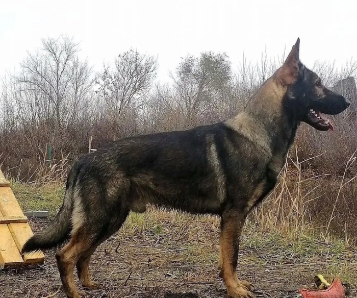 Рабочая немецкая овчарка (фото из интернета)