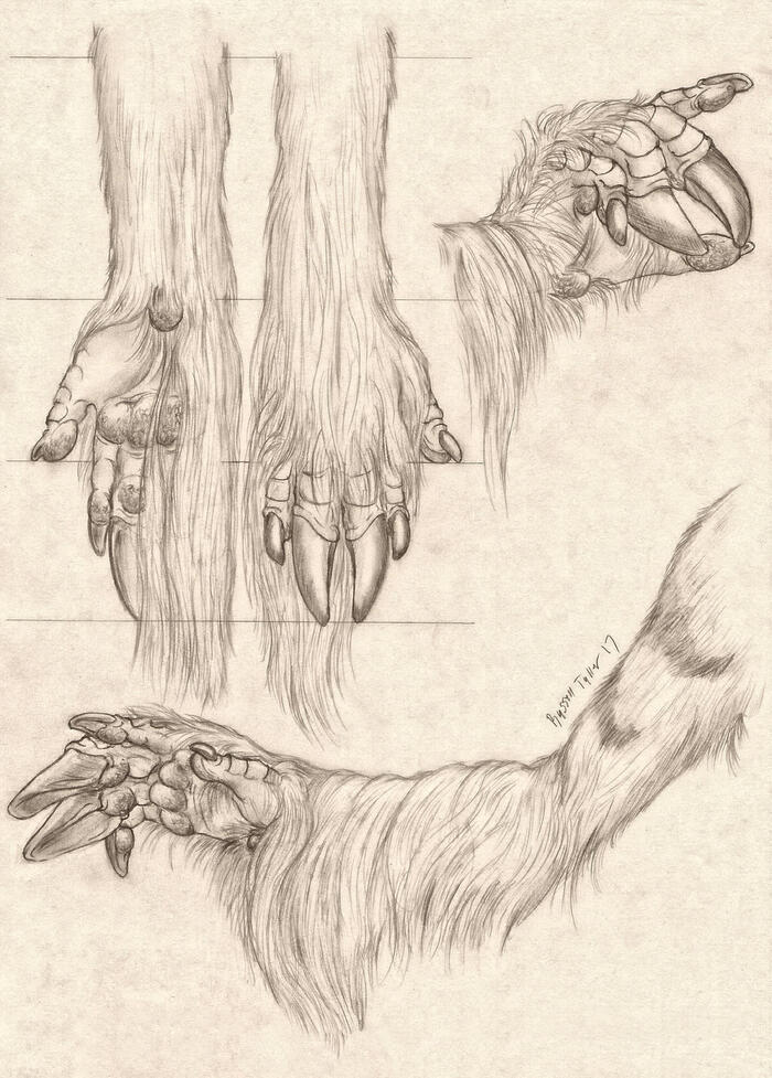 Paws and paws - Furry, Furry fox, Furry dragon, Furry equidae, Furry deer, Furry canine, Legs, Arms, Anatomy, Anthro, Longpost, Furry avian