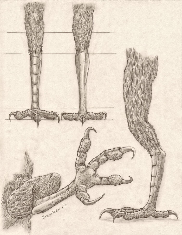 <a href="https://pikabu.ru/story/lapki_i_lapishchi_11899646?u=https%3A%2F%2Fwww.deviantart.com%2Frusselltuller%2Fart%2FAnthro-Avian-Leg-Foot-Study-704156399&t=Anthro%20Avian%20Leg%2FFoot%20Study&h=8f012f6a303030b7b33d8a082fe348601bbec17b" title="https://www.deviantart.com/russelltuller/art/Anthro-Avian-Leg-Foot-Study-704156399" target="_blank" rel="nofollow noopener">Anthro Avian Leg/Foot Study</a>