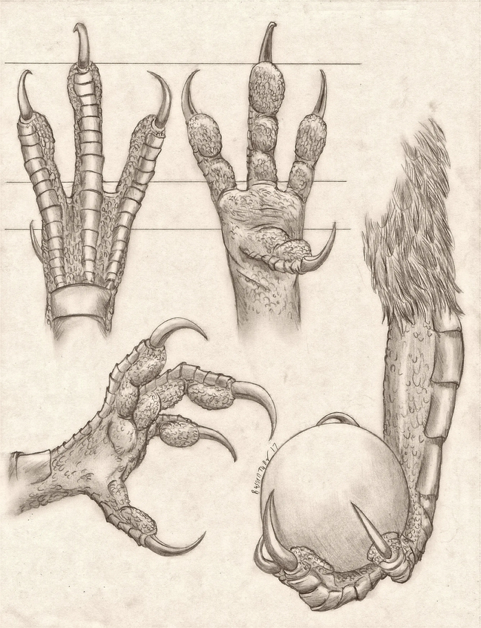 <a href="https://pikabu.ru/story/lapki_i_lapishchi_11899646?u=https%3A%2F%2Fwww.deviantart.com%2Frusselltuller%2Fart%2FAnthro-Avian-Hand-Anatomy-Study-702199118&t=Anthro%20Avian%20Hand%20Anatomy%20Study&h=b45f39b78f55d4c9bc73edd984eec2c0588ebc84" title="https://www.deviantart.com/russelltuller/art/Anthro-Avian-Hand-Anatomy-Study-702199118" target="_blank" rel="nofollow noopener">Anthro Avian Hand Anatomy Study</a>
