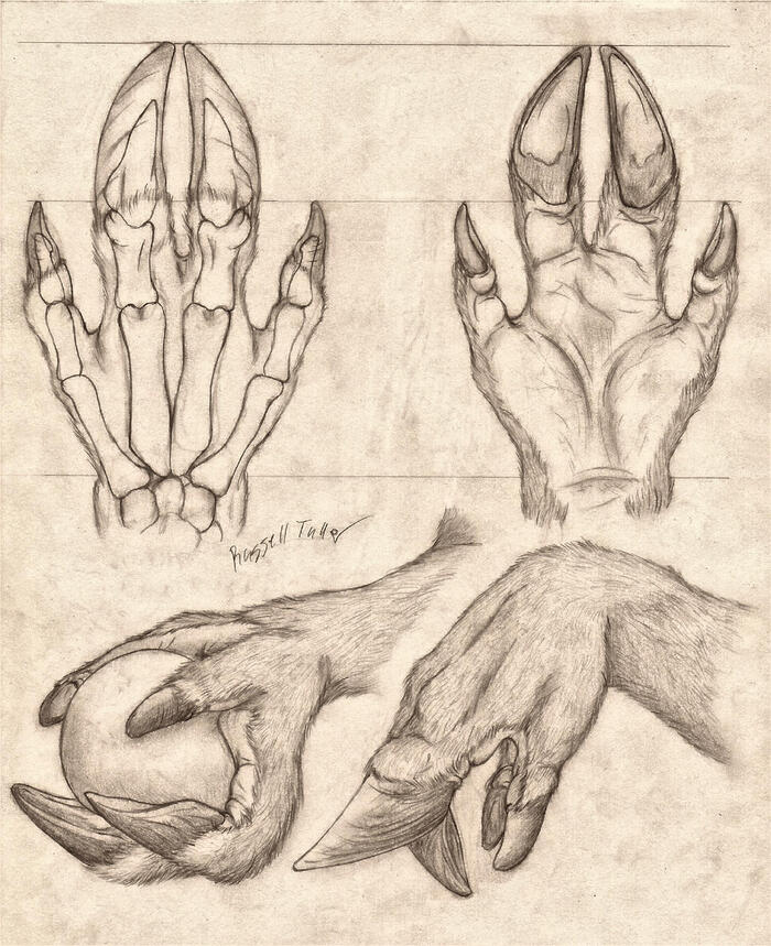 <a href="https://pikabu.ru/story/lapki_i_lapishchi_11899646?u=https%3A%2F%2Fwww.deviantart.com%2Frusselltuller%2Fart%2FCervine-Hand-Anatomy-Study-547090418&t=Cervine%20Hand%20Anatomy%20Study&h=7a1a64bcd32f46f7358b79c4e5d0e0eb4bdaae2f" title="https://www.deviantart.com/russelltuller/art/Cervine-Hand-Anatomy-Study-547090418" target="_blank" rel="nofollow noopener">Cervine Hand Anatomy Study</a>