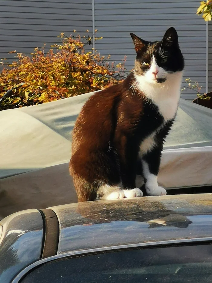 Cat on Jaguar - My, cat, Autumn, Roof, Mobile photography