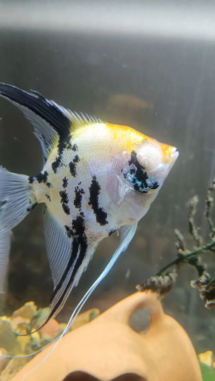 What's wrong with the fish and can it be saved? - Aquarium, Advice, Aquarium, Angelfish, Longpost