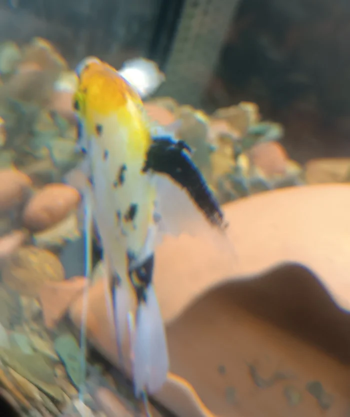 What's wrong with the fish and can it be saved? - Aquarium, Advice, Aquarium, Angelfish, Longpost