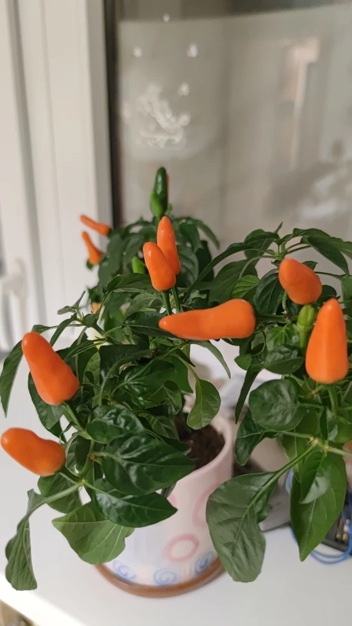 Reply to the post Chocolate Habanero - Hot peppers, Gardening, Question, Ask Peekaboo, Houseplants, Longpost, Reply to post