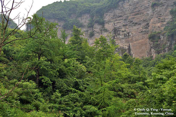 Гинкговый лес в горах Далоу, Китай. Фото с сайта <!--noindex--><a href="https://pikabu.ru/story/ginkgo_11902896?u=http%3A%2F%2Fkwanten.home.xs4all.nl&t=kwanten.home.xs4all.nl&h=15d8a3b3522398051664cef5ae1776d024666ba4" title="http://kwanten.home.xs4all.nl" target="_blank" rel="nofollow noopener">kwanten.home.xs4all.nl</a><!--/noindex-->.