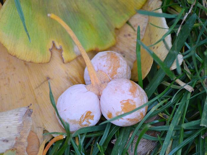 Мегастробил гинкго с тремя семенами. Фото с сайта <!--noindex--><a href="https://pikabu.ru/story/ginkgo_11902896?u=http%3A%2F%2Finstagram.com&t=instagram.com&h=8464e357fd899a4f3163445db9a4846b3699fce6" title="http://instagram.com" target="_blank" rel="nofollow noopener">instagram.com</a><!--/noindex-->.