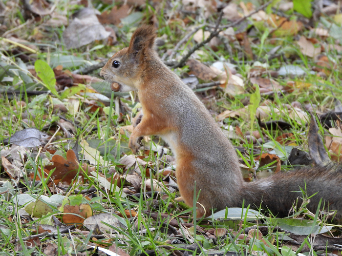 Белка с желудем. Фото Л. Головневой.