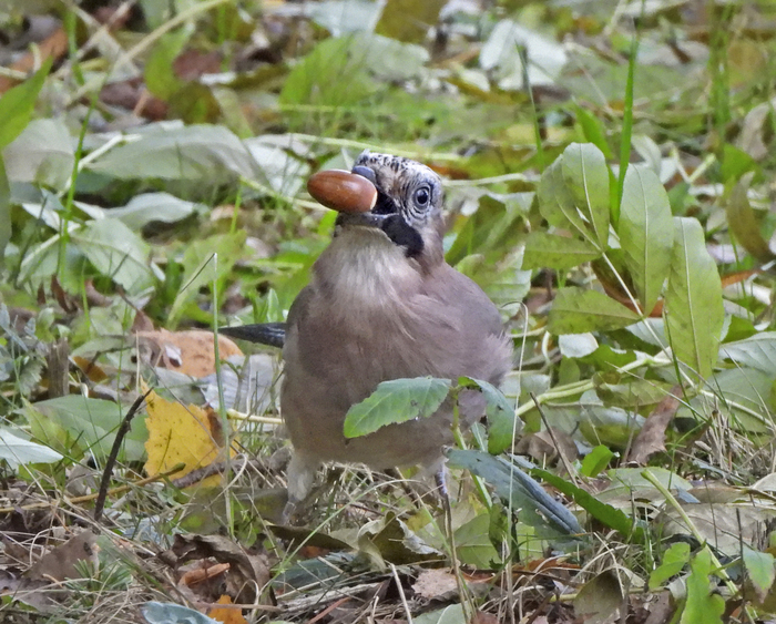 Сойка прячет желудь. Фото Л. Головневой.