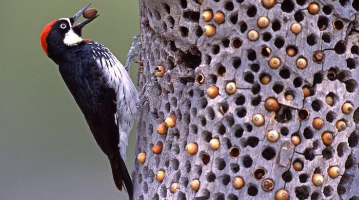 Желудевый дятел на своей кладовой. Фото с сайта <!--noindex--><a href="https://pikabu.ru/story/poedateli_zheludey_11903932?u=http%3A%2F%2Fmy-pet.store&t=my-pet.store&h=a60183ab54867aa79b6a3062182a64ce4ed0e7ed" title="http://my-pet.store" target="_blank" rel="nofollow noopener">my-pet.store</a><!--/noindex-->.