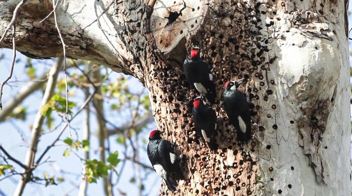 Семья желудевых дятлов за работой. Фото с сайта <!--noindex--><a href="https://pikabu.ru/story/poedateli_zheludey_11903932?u=http%3A%2F%2Fdzen.ru&t=dzen.ru&h=4df646f52a546fe378290929d40cca90ccf2902a" title="http://dzen.ru" target="_blank" rel="nofollow noopener">dzen.ru</a><!--/noindex-->.