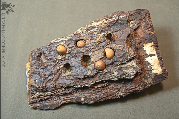 Кора сосны с желудями, заготовленными желудевым дятлом. Коллекция Ботанического музея БИН РАН.