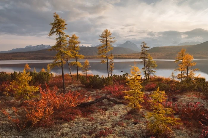 Autumn in Kolyma - My, Plants, The photo, Botany, Entertaining botany, Nature, Beautiful view, Longpost, Landscape, Kolyma, Autumn, A selection