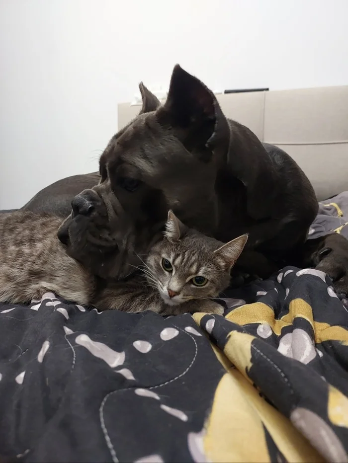 Cane Corso, live with a cat, purr like a cat - My, Cane Corso, Krasnodar, Dog, Cats and dogs together, Longpost