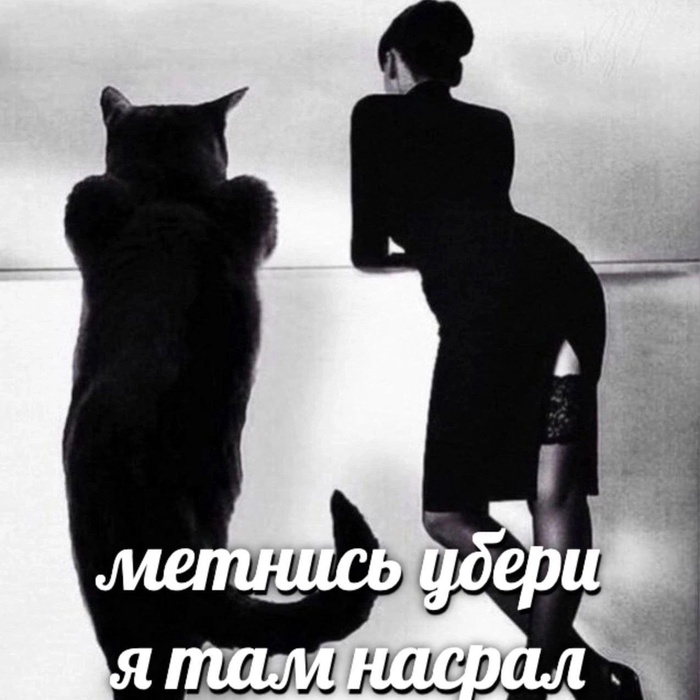 Коты правят миром