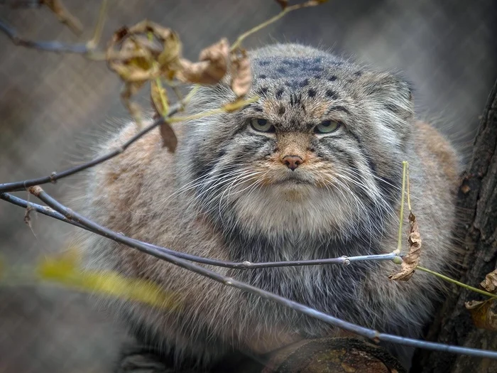 Georges - Wild animals, Predatory animals, Pallas' cat, Cat family, Small cats, The photo, Novosibirsk Zoo, VKontakte (link), Zoo