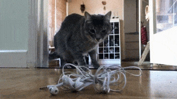 Кошачьи гифки Гифка, Ассорти, Кот, Длиннопост