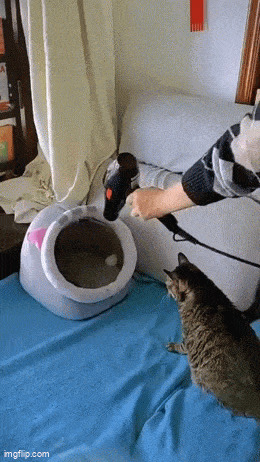 Кошачьи гифки Гифка, Ассорти, Кот, Длиннопост