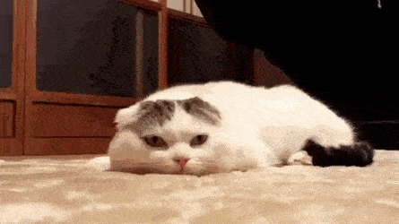 Кошачьи гифки Гифка, Ассорти, Кот, Длиннопост