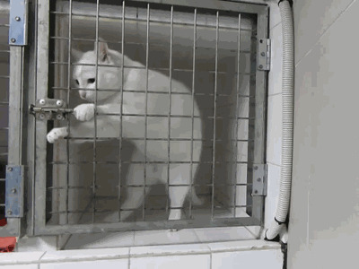 Кошачьи гифки Гифка, Ассорти, Кот, Длиннопост