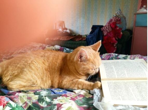 Кот учёный:)