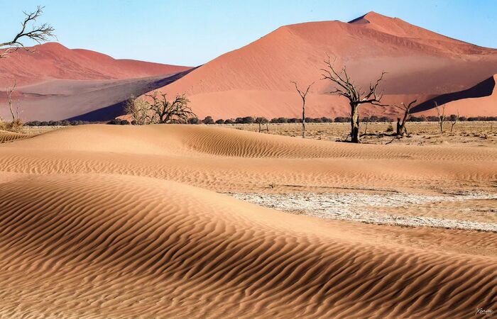 Camel acacia - Acacia, Tree, Plants, wildlife, Desert, Dunes, South Africa, The photo