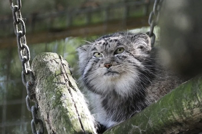 I've built up my cheeks for the winter - Wild animals, Predatory animals, Pallas' cat, Cat family, Small cats, The photo, Zoo, Facebook (link)