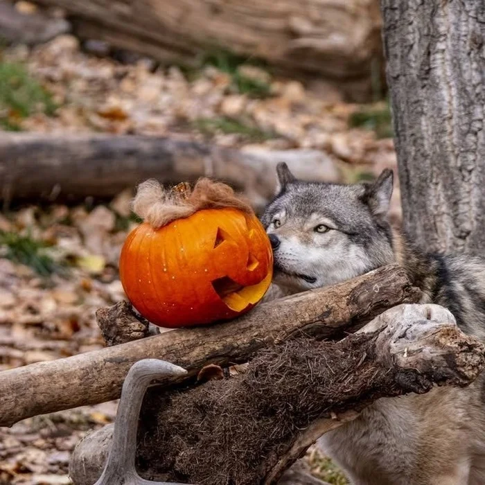 Are you kidding me?! - Wild animals, Predatory animals, Wolf, Zoo, Calgary, Canada, The photo, Halloween pumpkin, Instagram (link), Halloween