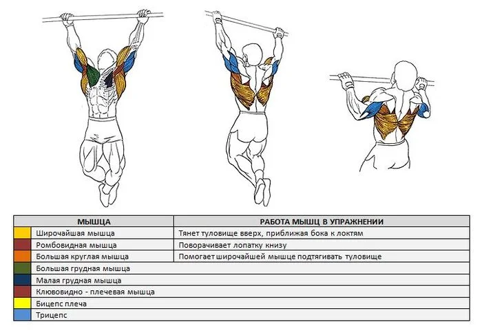 Помогите с фулл боди - Культуризм, Мышцы, Программа тренировок, Плечи, Руки, Спина, Бодибилдинг, Длиннопост